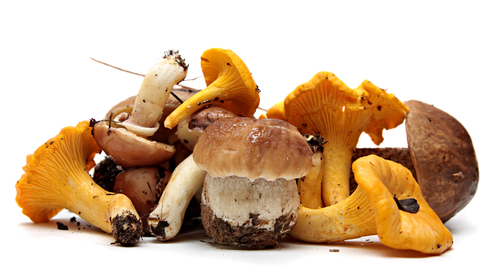 boschampignons mix verpakt 250 g